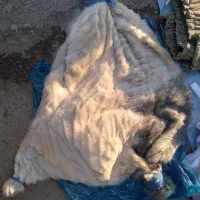 چندتا خیگ روغن۶۹۵