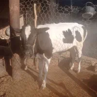 فروش گاو و گوساله|حیوانات مزرعه|بهبهان, |دیوار