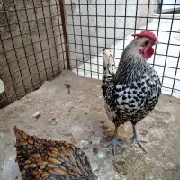 مرغ و خروس سبرایت جوان  زیر یک سال