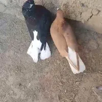 جفت دم سفید