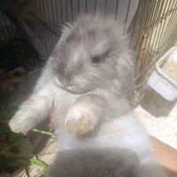 خرگوش لوپی خونگی