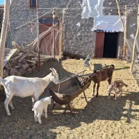 غوریت سانن و آلپاین