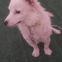 سگ اشپیتز آلمانی