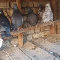 کبوتر پرشی|پرنده|مبارکه, |دیوار