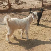 ۲ عدد کهره نر