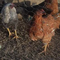 مرغ محلی (گلپایگان)|حیوانات مزرعه|دیواندره, |دیوار