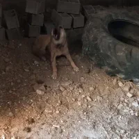 سگ نگهبان