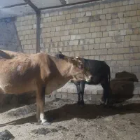 گاو گوساله داشتی