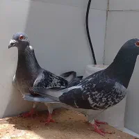جوجه کبوتر ،کبوتر