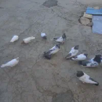 کبوتر