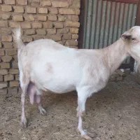 بز دو رگ سونا جمل زا شیره