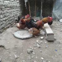 مرغ محلی|حیوانات مزرعه|نکا, |دیوار