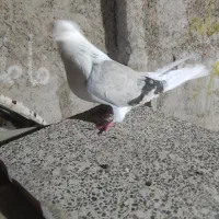 ماده دوکت سبز|پرنده|بندر امام خمینی, |دیوار