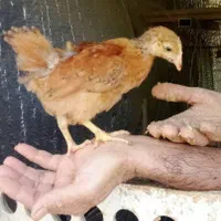 جوجه ۴۰ روزه گلپایگانی درجه یک اصلاح شده. عالی|حیوانات مزرعه|رشت, لاکان|دیوار