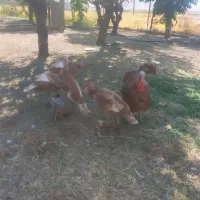 بوقلمون بوربون