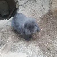 خرگوش|موش و خرگوش|گنبد کاووس, |دیوار