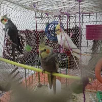 عروس هلندی