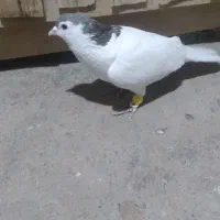 دوتا کبوتر پرشی