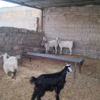 بز میش بیگ بره