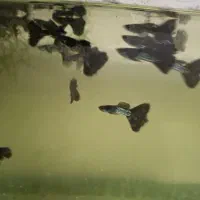 فروش عمده گوپی بلک متال|ماهی|تهران, ترمینال غرب|دیوار