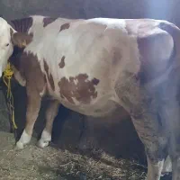 گوساله ماده اصل سیمینتال مونتی بیلیارد شیری  گاو|حیوانات مزرعه|اردبیل, |دیوار