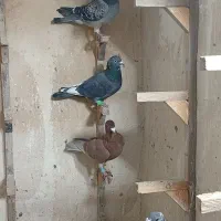 ۴تا کفتر شو بازی نر