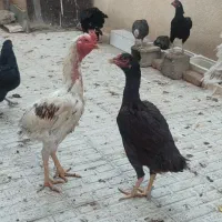 مرغ تخم گذار جوجه تخم مرغ نطفه دار|حیوانات مزرعه|رباطکریم, رباطکریم|دیوار