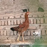 مرغ لاری