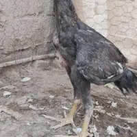 جوجه لاری گم شده|اشیا|زابل, |دیوار