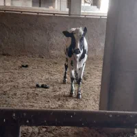 بندرماهشهر فروش گوساله|حیوانات مزرعه|بندر ماهشهر, |دیوار