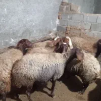 میش،یا گوسفند بره دار|حیوانات مزرعه|سنندج, |دیوار