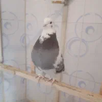 کفتر نر تعویض با ماده مثل خودش