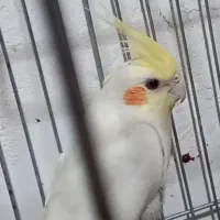 دوتا عروس هلندی لوتینوتک، ، نرتک۱سال ،ماده تک ۱سال