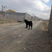 واگذاری سگ نگهبان