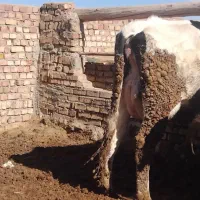 گاو شکم اول|حیوانات مزرعه|طاغنکوه, |دیوار