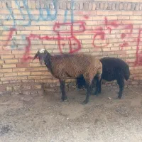 گوسفند