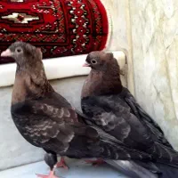 کبوتر کفتر سوسنی زاغ سرخ ابادانی چشم ونوک|پرنده|شهرضا, |دیوار