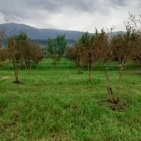باغ در بنکلاته(فروش و معاوضه)
