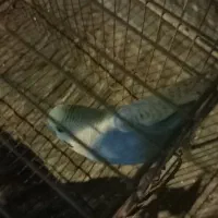 یک‌عددمرغ‌عشق‌نردستی