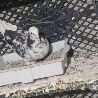 کبوتر|پرنده|چوار, |دیوار