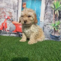 توله سگ پودل توی مینیاتور نر و ماده قیمت20