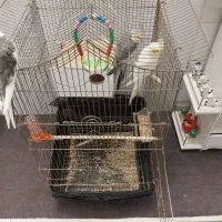 دوتا عروس هلندی بیگ سایز همراه قفس|پرنده|کهک, |دیوار