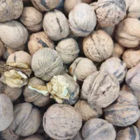 فروش انواع گردو|خوردنی و آشامیدنی|لنگرود, |دیوار