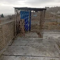 قفس کبوتر مرغ خروس وسگ|لوازم جانبی حیوانات|بومهن, |دیوار