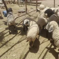 بره گوسفند بز موجود هست|حیوانات مزرعه|خاش, |دیوار