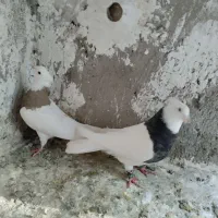 کبوتر طوقی|پرنده|شیروان (لرستان), |دیوار