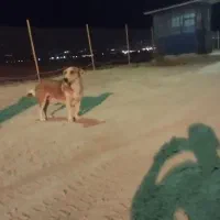 سگ پاکوتاه