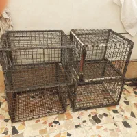 کفتر