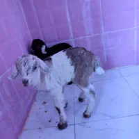 بزغاله شیری نر