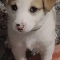 سرابی میکس|سگ|شیراز, سعدیه شمالی|دیوار